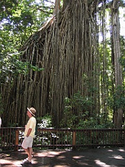 146 Curtain Fig Tree